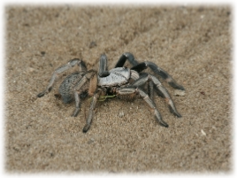 Hoedspruit Walking Safaris