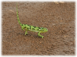 Creatures on a Walking Safari Hoedspruit