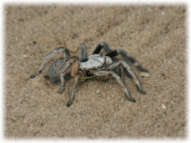 Hoedspruit Walking Safaris