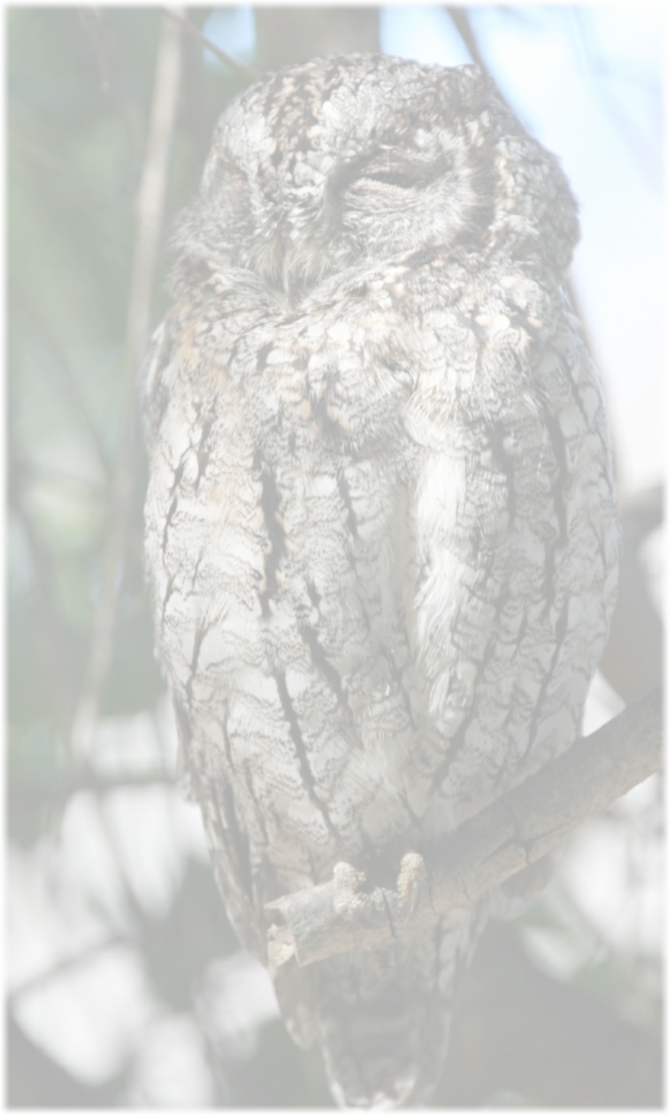 Birding Safari Areas around Hoedspruit