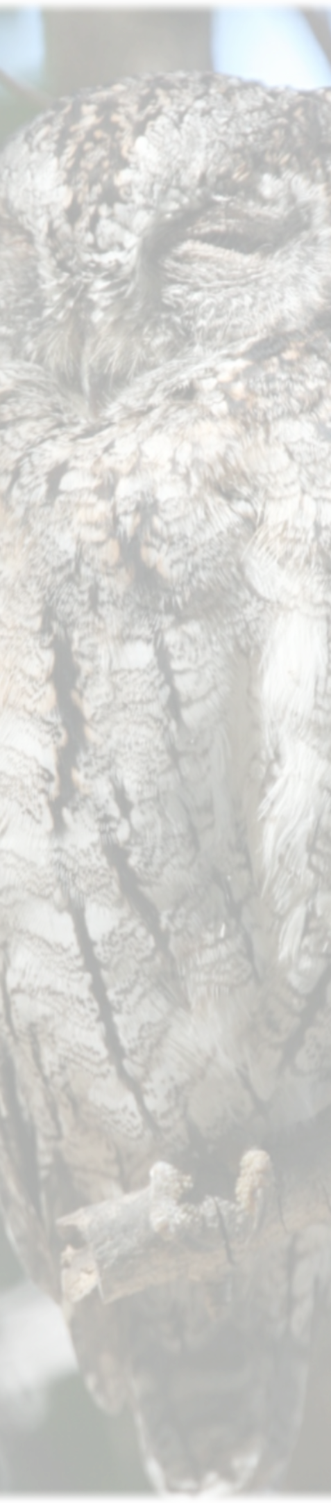 Birding Safari Areas around Hoedspruit