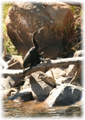 Blyde Dam Boat Trip Hoedspruit, Birding