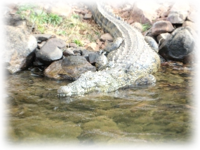 Sights on the Blyde Dam Boat Trip Hoedspruit