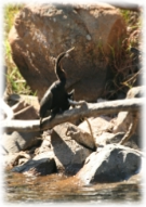 Blyde Dam Boat Trip Hoedspruit, Birding