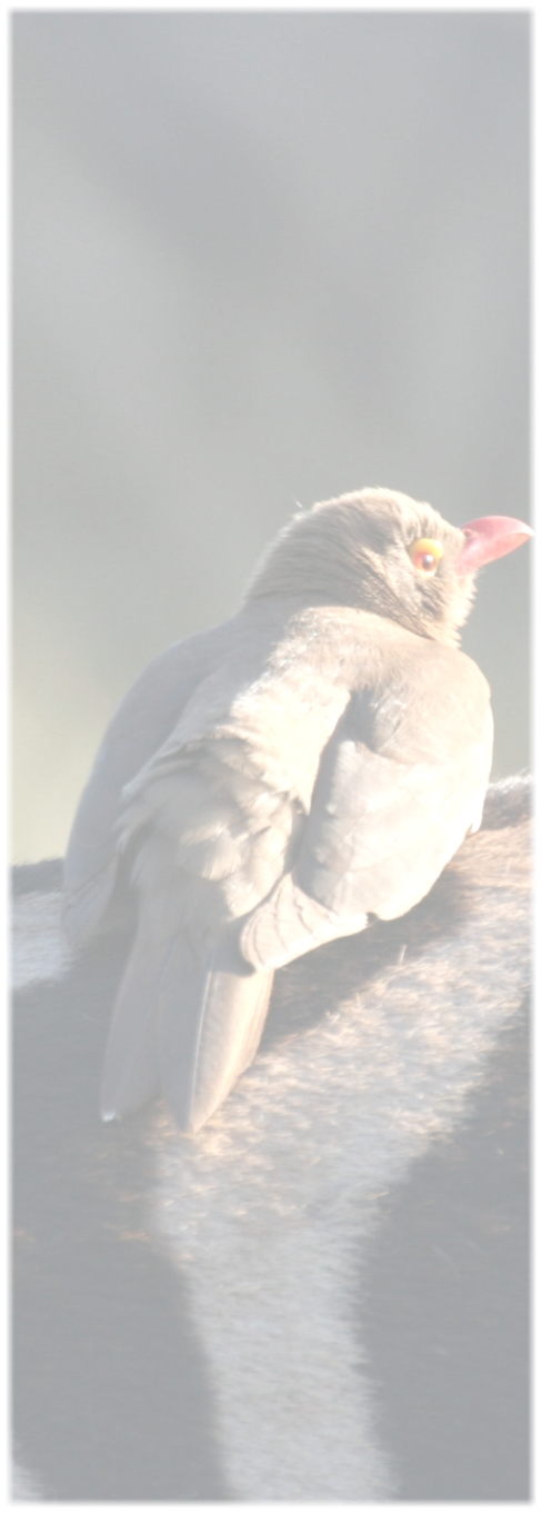 Hoedspruit Safaris