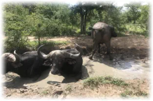 Sunset Game Lodge Accommodation in Hoedspruit Great Kruger Area