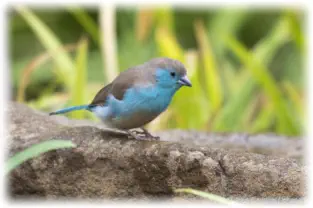 Birding at Sunset Game Lodge Great Krugrer Conservancy