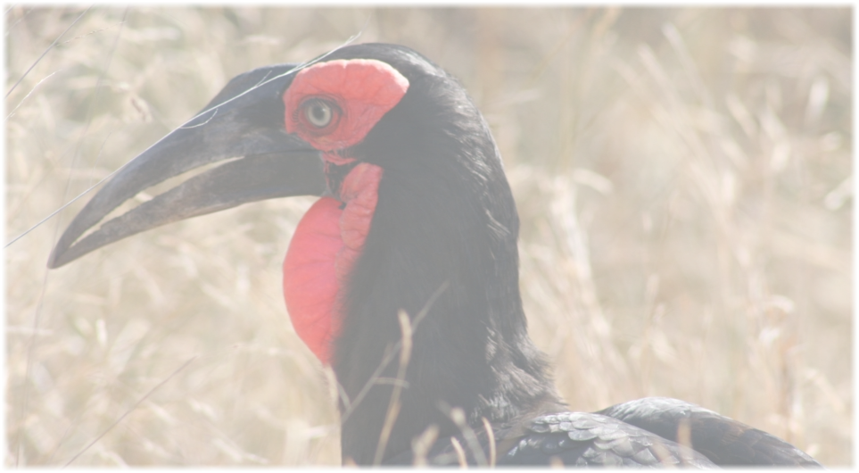 Southern Ground Hornbill on a Birding Safari Hoedspruit