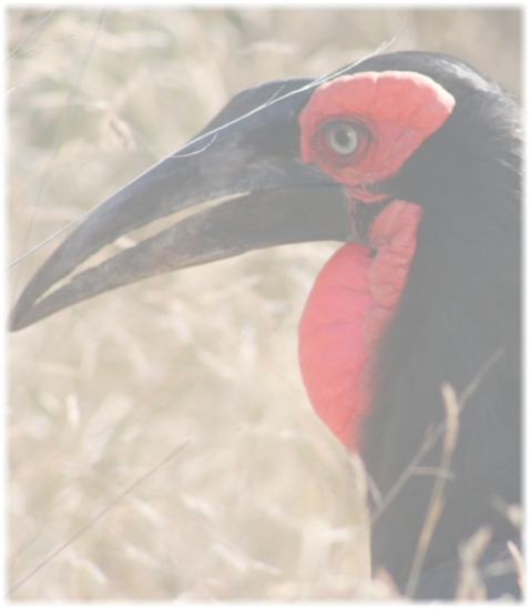 Southern Ground Hornbill on a Birding Safari Hoedspruit