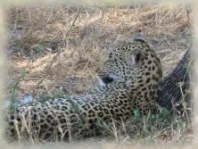 Big 5 Walking Safari Hoedspruit