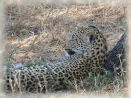 Big 5 Walking Safari Hoedspruit