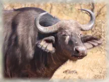 Big 5 Walking Safaris on Reserve near Hoedspruit