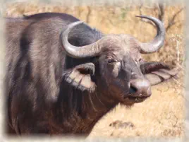 Big 5 Walking Safaris on Reserve near Hoedspruit