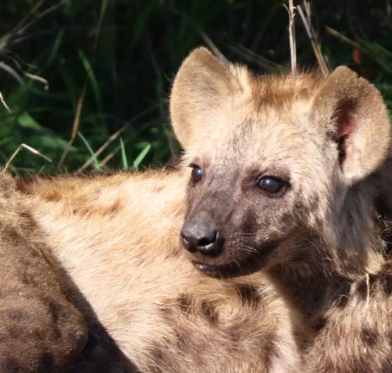 Kruger Package Sunset Game Lodge