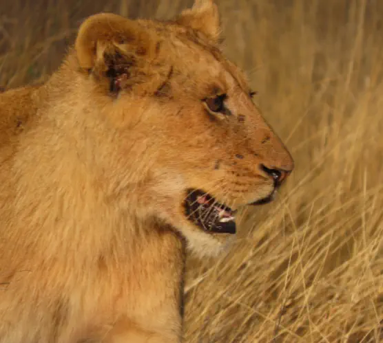 Kruger Packages Sunset Game Lodge