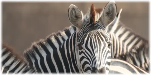 Visiting Hoedsprut, Welcome to Hoedspruit