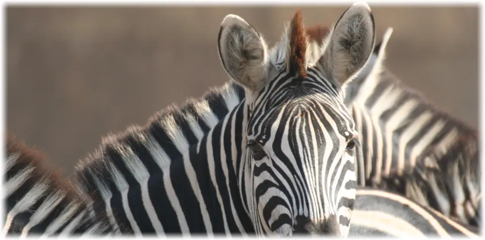 Visiting Hoedsprut, Welcome to Hoedspruit