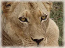 Walking Safari Hoedspruit on Big 5 Reserve