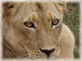 Walking Safari Hoedspruit on Big 5 Reserve