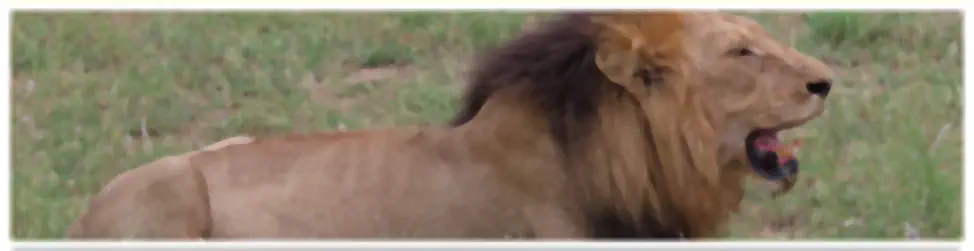 Safaris Hoedspruit