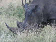 Big 5 Sunset Game Drives near Hoedspruit