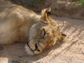 Self Drive Safaris from Sunset Game Lodge to Kruger National Park